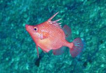 First completely remote at-sea science expedition in Australia’s coral sea marine park (Study) First completely remote at-sea science expedition in Australia's coral sea marine park