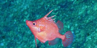 First completely remote at-sea science expedition in Australia’s coral sea marine park (Study) First completely remote at-sea science expedition in Australia's coral sea marine park