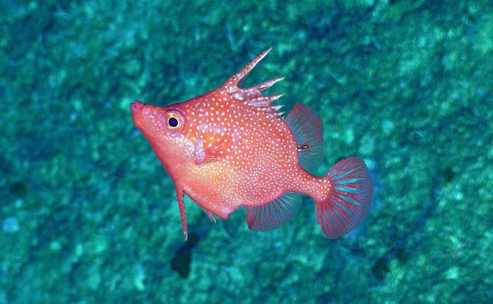 First completely remote at-sea science expedition in Australia's coral sea marine park