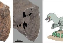 Tiny Japanese dinosaur eggs help unscramble Cretaceous ecosystem (Study) Tiny Japanese dinosaur eggs help unscramble Cretaceous ecosystem