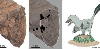 Tiny Japanese dinosaur eggs help unscramble Cretaceous ecosystem (Study) Tiny Japanese dinosaur eggs help unscramble Cretaceous ecosystem