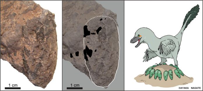 Tiny Japanese dinosaur eggs help unscramble Cretaceous ecosystem