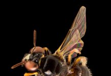 Fancy Aussie bees flew in from Asia (Study) Fancy Aussie bees flew in from Asia