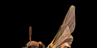 Fancy Aussie bees flew in from Asia (Study) Fancy Aussie bees flew in from Asia