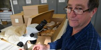 No leg to stand on for Australia’s flamingos (Study) No leg to stand on for Australia's flamingos