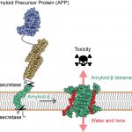 A new mechanism of toxicity in Alzheimer’s disease revealed by the 3D structure of Aβ protein A new mechanism of toxicity in Alzheimer's disease revealed by the 3D structure of Aβ protein