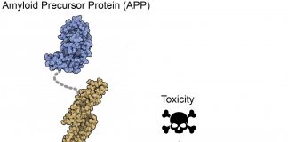A new mechanism of toxicity in Alzheimer’s disease revealed by the 3D structure of Aβ protein A new mechanism of toxicity in Alzheimer's disease revealed by the 3D structure of Aβ protein