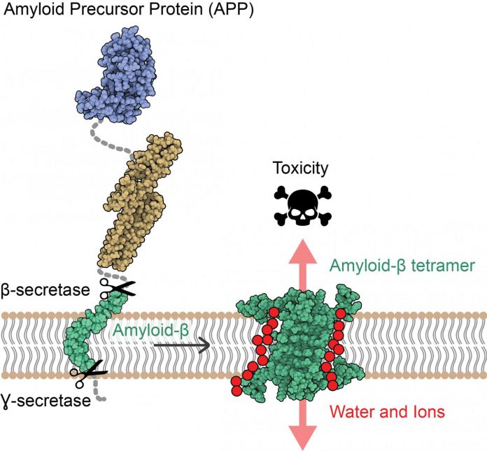 A new mechanism of toxicity in Alzheimer's disease revealed by the 3D structure of Aβ protein