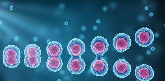 USC scientists examine the impact of a very specific defect in DNA replication USC scientists examine the impact of a very specific defect in DNA replication