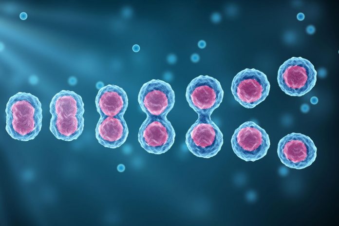 USC scientists examine the impact of a very specific defect in DNA replication