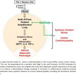 Fat cells found to play a central role in renal failure-associated cardiomyopathy Fat cells found to play a central role in renal failure-associated cardiomyopathy