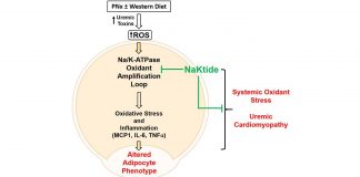 Fat cells found to play a central role in renal failure-associated cardiomyopathy Fat cells found to play a central role in renal failure-associated cardiomyopathy