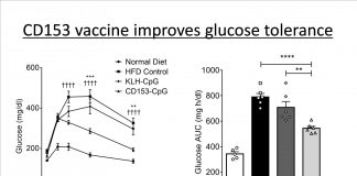 A vaccine targeting aged cells mitigates metabolic disorders in obese mice A vaccine targeting aged cells mitigates metabolic disorders in obese mice