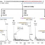 Researchers identify multiple molecules that shut down SARS-Cov-2 polymerase reaction Researchers identify multiple molecules that shut down SARS-Cov-2 polymerase reaction