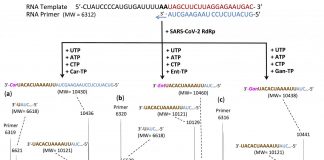 Researchers identify multiple molecules that shut down SARS-Cov-2 polymerase reaction Researchers identify multiple molecules that shut down SARS-Cov-2 polymerase reaction