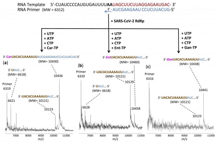 Researchers identify multiple molecules that shut down SARS-Cov-2 polymerase reaction