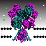 Brain receptor pulls open electrical gate like a puppet master Brain receptor pulls open electrical gate like a puppet master