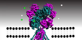 Brain receptor pulls open electrical gate like a puppet master Brain receptor pulls open electrical gate like a puppet master