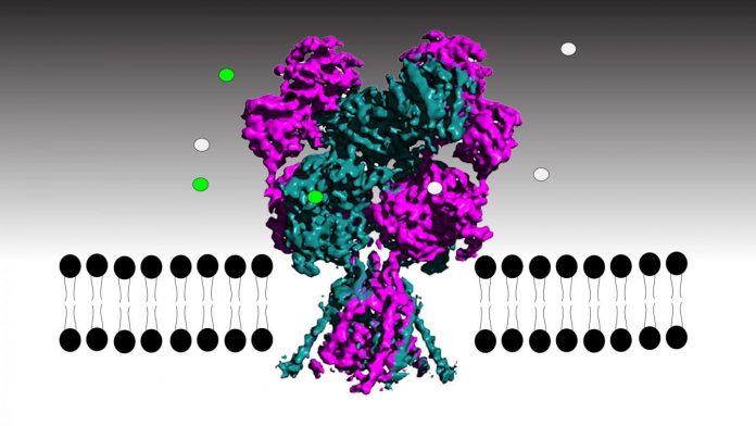 Brain receptor pulls open electrical gate like a puppet master