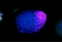 Human embryo-like model created from human stem cells (Study)