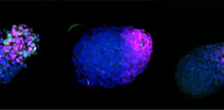 Human embryo-like model created from human stem cells (Study)