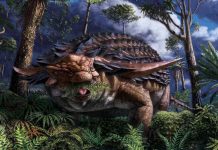 Armoured dinosaur found in bitumen mine met sticky end, Researchers Say Armoured dinosaur found in bitumen mine met sticky end, Researchers Say