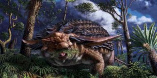 Armoured dinosaur found in bitumen mine met sticky end, Researchers Say Armoured dinosaur found in bitumen mine met sticky end, Researchers Say