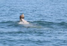 Dolphins learn this fish-catching trick from their peers, Says New Study Dolphins learn this fish-catching trick from their peers, Says New Study