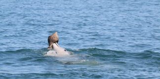 Dolphins learn this fish-catching trick from their peers, Says New Study Dolphins learn this fish-catching trick from their peers, Says New Study