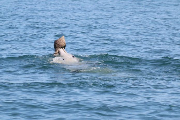 Dolphins learn this fish-catching trick from their peers, Says New Study