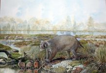New extinct family of giant wombat relatives discovered in Australian desert (Study) New extinct family of giant wombat relatives discovered in Australian desert