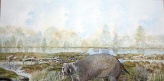New extinct family of giant wombat relatives discovered in Australian desert (Study) New extinct family of giant wombat relatives discovered in Australian desert