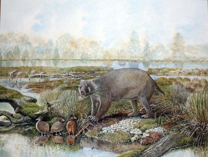 New extinct family of giant wombat relatives discovered in Australian desert