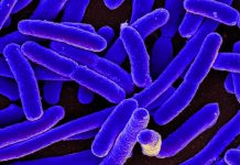 Report: A dual-mechanism antibiotic kills Gram-negative bacteria and avoids drug resistance Report: A dual-mechanism antibiotic kills Gram-negative bacteria and avoids drug resistance