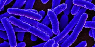 Report: A dual-mechanism antibiotic kills Gram-negative bacteria and avoids drug resistance Report: A dual-mechanism antibiotic kills Gram-negative bacteria and avoids drug resistance
