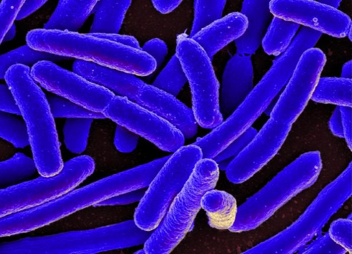 Report: A dual-mechanism antibiotic kills Gram-negative bacteria and avoids drug resistance