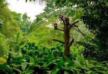 Report: New archaeological research demonstrates earliest projectile technology in the tropical rainforests of Sri Lanka Report: New archaeological research demonstrates earliest projectile technology in the tropical rainforests of Sri Lanka