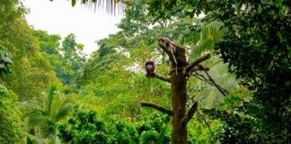 Report: New archaeological research demonstrates earliest projectile technology in the tropical rainforests of Sri Lanka Report: New archaeological research demonstrates earliest projectile technology in the tropical rainforests of Sri Lanka