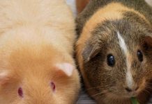 Report: Origins of the beloved guinea pig Report: Origins of the beloved guinea pig