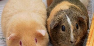 Report: Origins of the beloved guinea pig Report: Origins of the beloved guinea pig