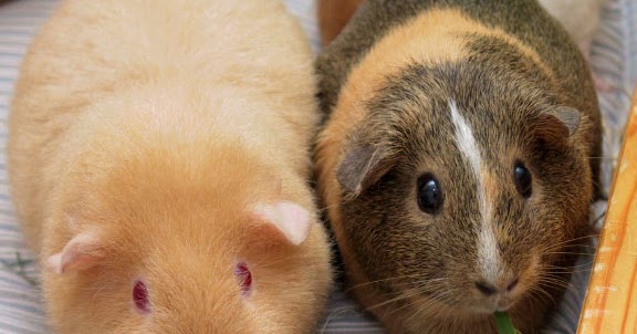 Report: Origins of the beloved guinea pig