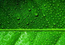 Report: Plants Are Green Because They Reject Harmful Colors Report: Plants Are Green Because They Reject Harmful Colors