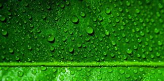 Report: Plants Are Green Because They Reject Harmful Colors Report: Plants Are Green Because They Reject Harmful Colors