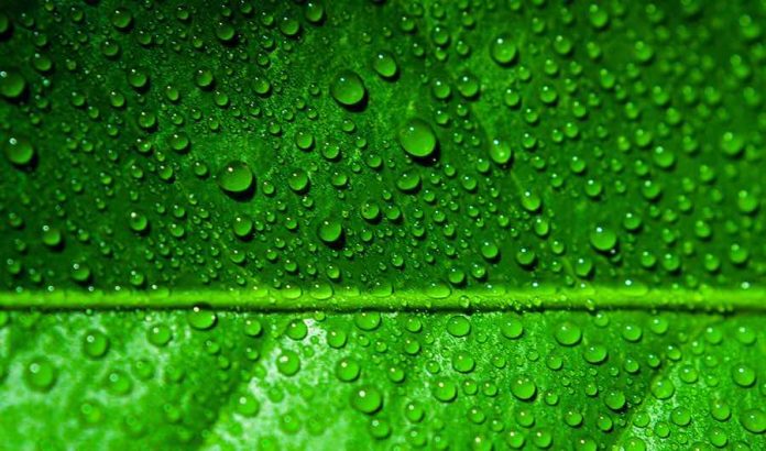 Report: Plants Are Green Because They Reject Harmful Colors