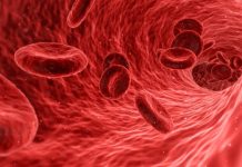 Report: Synthetic red blood cells mimic natural ones, and have new abilities Report: Synthetic red blood cells mimic natural ones, and have new abilities