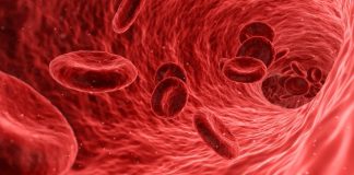 Report: Synthetic red blood cells mimic natural ones, and have new abilities Report: Synthetic red blood cells mimic natural ones, and have new abilities