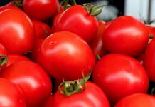 Report: Tomato’s hidden mutations revealed in study of 100 varieties Report: Tomato's hidden mutations revealed in study of 100 varieties
