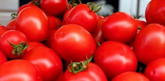 Report: Tomato’s hidden mutations revealed in study of 100 varieties Report: Tomato's hidden mutations revealed in study of 100 varieties