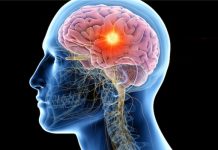 Researchers decode how the brain senses smell Researchers decode how the brain senses smell