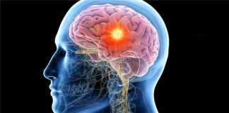 Researchers decode how the brain senses smell Researchers decode how the brain senses smell